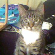 Blanding af racer Stanley