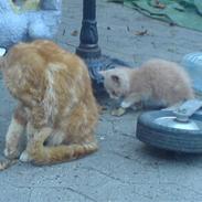 Huskat Bumle.