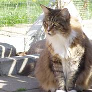 Maine Coon Skibskattens Hugo Boss 