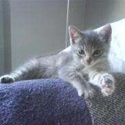 Huskat Trunte