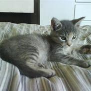 Huskat Trunte