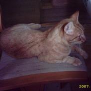 Blanding af racer Garfield . Forsvundet :´(