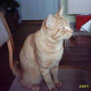 Blanding af racer Garfield . Forsvundet :´(