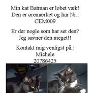 Huskat Batman