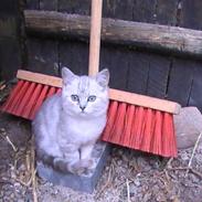 Blanding af racer Simon