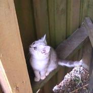 Blanding af racer Simon