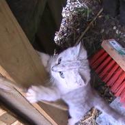 Blanding af racer Simon