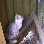 Blanding af racer Simon