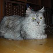 Maine Coon Tahquamenons Felicia RIP