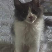 Huskat Anton