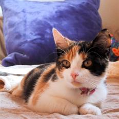 Blanding af racer Billis