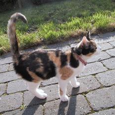 Blanding af racer Billis