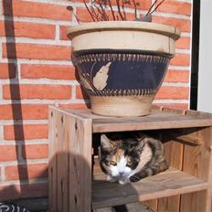 Blanding af racer Billis