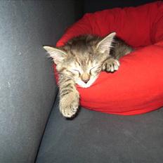 Blanding af racer Lille miss