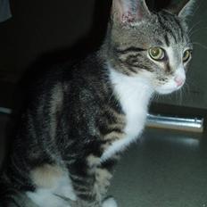 Huskat Taco (lforsvundet)