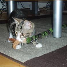 Huskat Taco (lforsvundet)