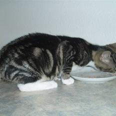 Huskat Taco (lforsvundet)