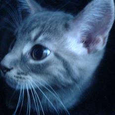 Blanding af racer Main coon bla. Iggy...