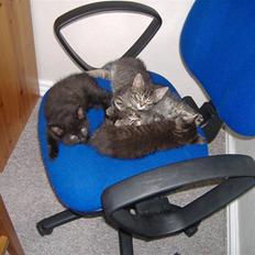 Huskat Frede, Frida og Freja