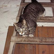 Blanding af racer katte sammen