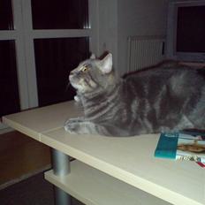 Blanding af racer Kenzo