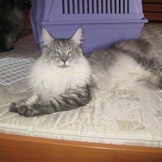 Maine Coon Let it be(Tiger)