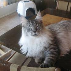 Maine Coon Let it be(Tiger)