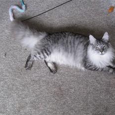 Maine Coon Let it be(Tiger)