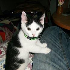 Huskat HAMMES R.I.P love you!