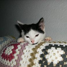 Huskat HAMMES R.I.P love you!