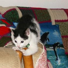 Huskat HAMMES R.I.P love you!