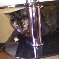 Blanding af racer Qba R.I.P