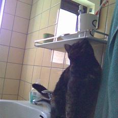 Blanding af racer Qba R.I.P