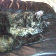 Blanding af racer Qba R.I.P