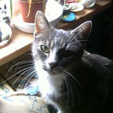 Huskat Tumle