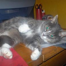 Huskat Tumle
