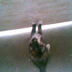 Blanding af racer Frøken Peddersen *død* ;(