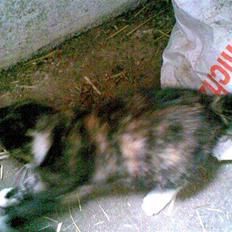 Blanding af racer Frøken Peddersen *død* ;(