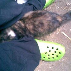 Blanding af racer Frøken Peddersen *død* ;(