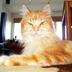 Maine Coon Farina
