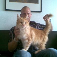 Maine Coon Farina