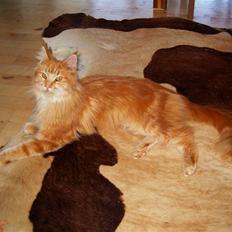 Maine Coon Farina