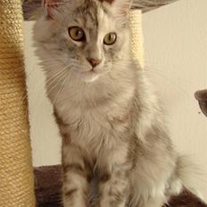 Maine Coon Blessed from above