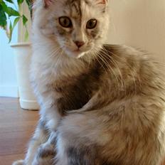 Maine Coon Blessed from above