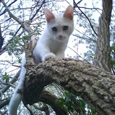 Blanding af racer Gizmo