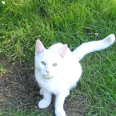 Blanding af racer Gizmo