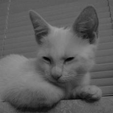 Blanding af racer Gizmo