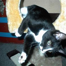 Blanding af racer Nala