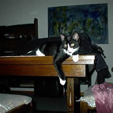 Blanding af racer Nala