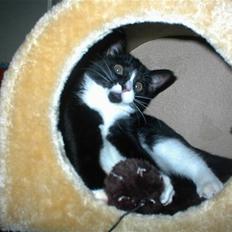 Blanding af racer Nala